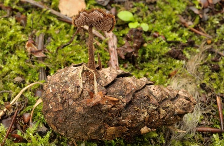 Ohrlöffelstacheling (Auriscalpium vulgare) - © Michaela und Gernot Friebes
